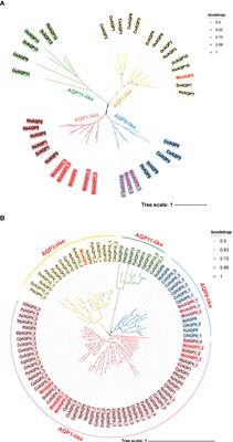 Frontiers Genome Wide Identification Structural And Evolutionary